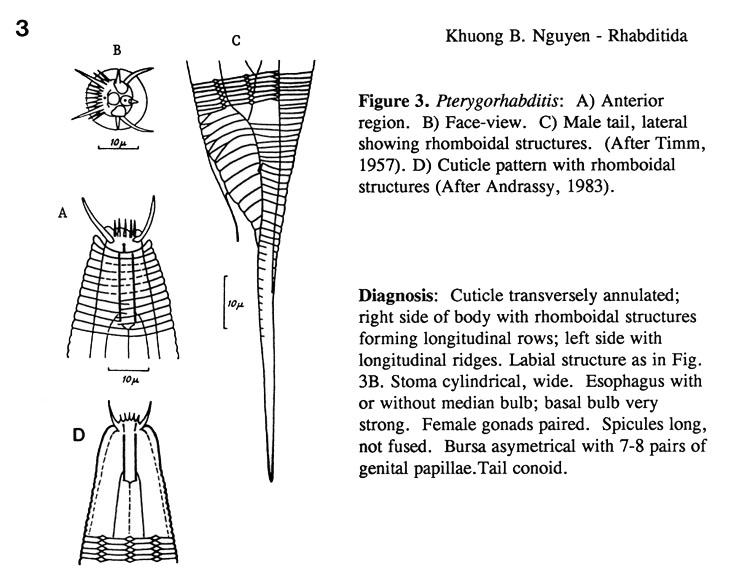 Представитель Семейства Pterygorhabditidae